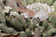 Euphorbia inermis