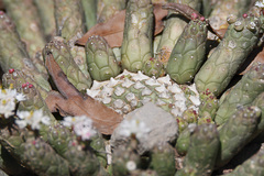 Euphorbia inermis