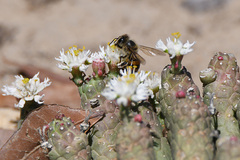 Euphorbia inermis