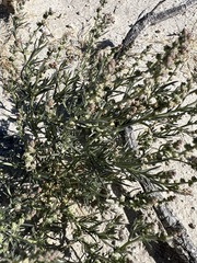 Oligomeris linifolia