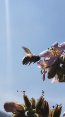 Xylocopa tabaniformis azteca