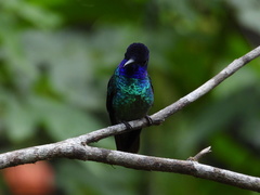 Chrysuronia oenone