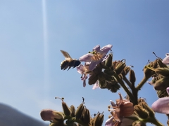 Xylocopa tabaniformis azteca
