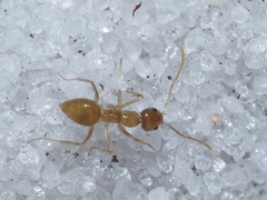 Nylanderia phantasma