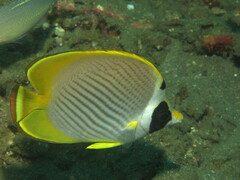 Chaetodon adiergastos