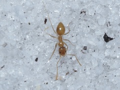 Nylanderia phantasma