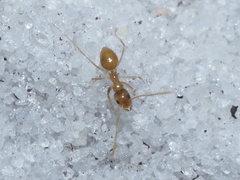 Nylanderia phantasma