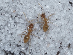 Nylanderia phantasma