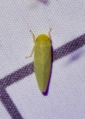 Iassinae