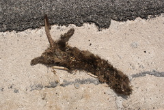 Mustela putorius