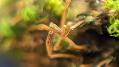 Orthotrichum pulchellum