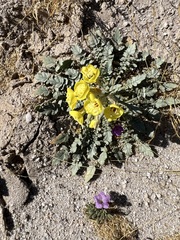 Chylismia