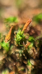 Ulota bruchii