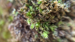 Orthotrichum diaphanum