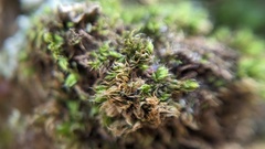 Orthotrichum diaphanum