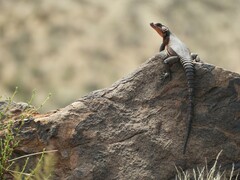 Karusasaurus polyzonus