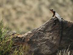 Karusasaurus polyzonus