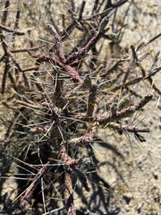 Cylindropuntia ramosissima