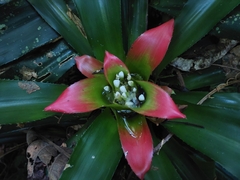 Nidularium innocentii