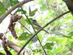 Myiopagis viridicata