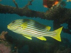 Plectorhinchus polytaenia