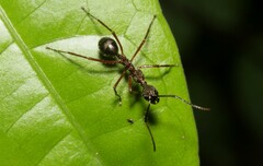 Dolichoderus attelaboides