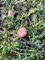 Tubariaceae
