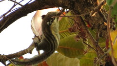 Tamiops mcclellandii