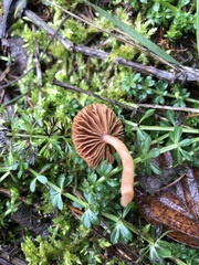 Tubariaceae