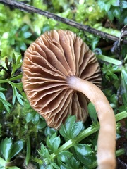 Tubariaceae