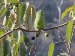 Forpus conspicillatus
