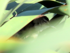 Bradypterus baboecala