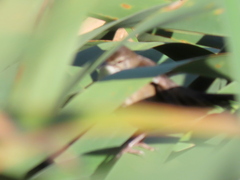 Bradypterus baboecala