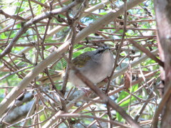 Arremonops conirostris