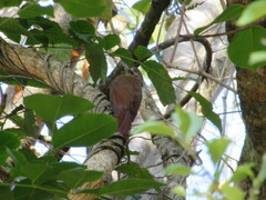 Dendrocincla fuliginosa