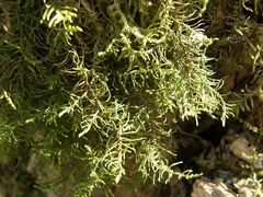 Abietinella