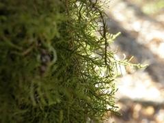 Abietinella