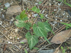 Reynoutria multiflora