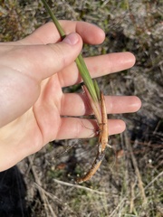 Cyperus surinamensis