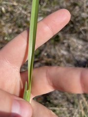 Cyperus surinamensis