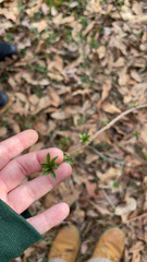 Forsythia × intermedia