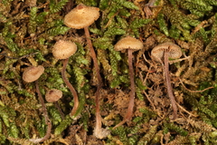 Inocybe subfulva