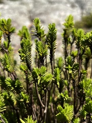 Crassula ericoides ericoides