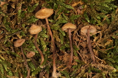 Inocybe subfulva