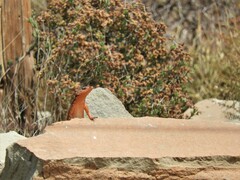 Karusasaurus polyzonus