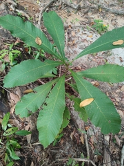Dilleniaceae