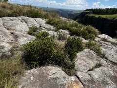Crassula ericoides ericoides