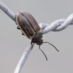 Microtheca ochroloma