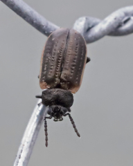 Microtheca ochroloma