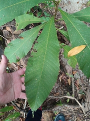 Dilleniaceae